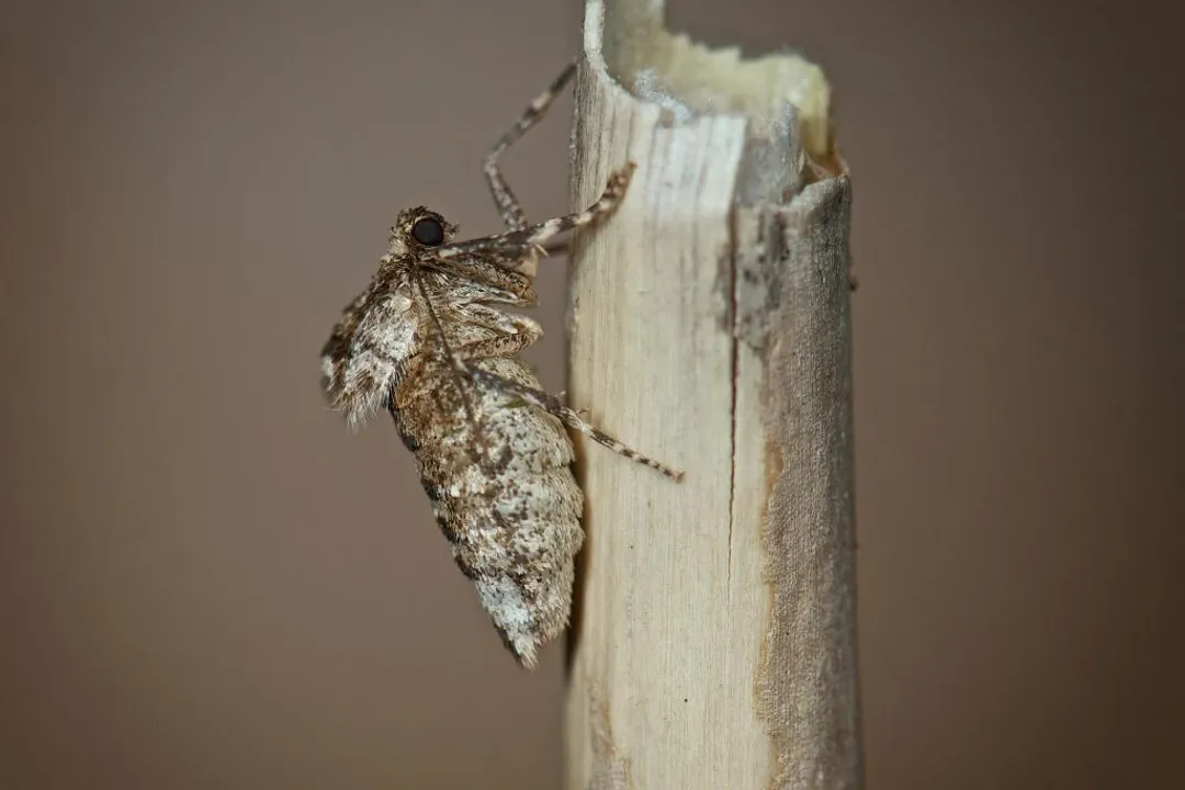 Winter Moth Locations, Geographic Reach