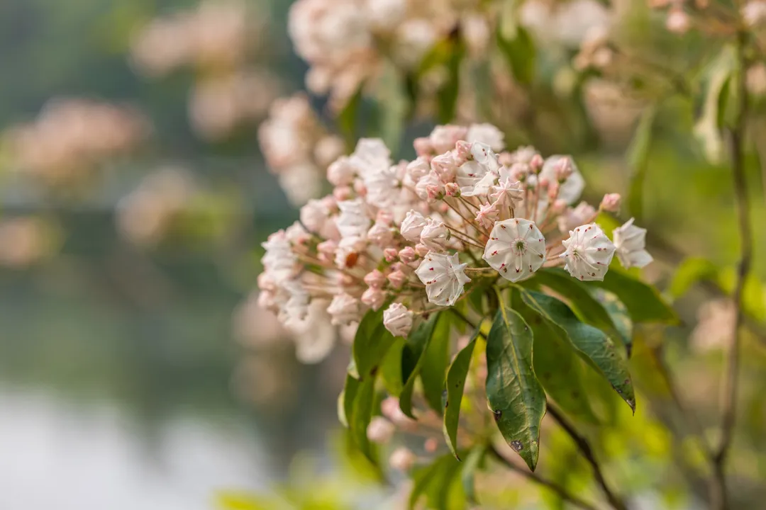 Winter Moth Locations, Phenology and Flight Windows