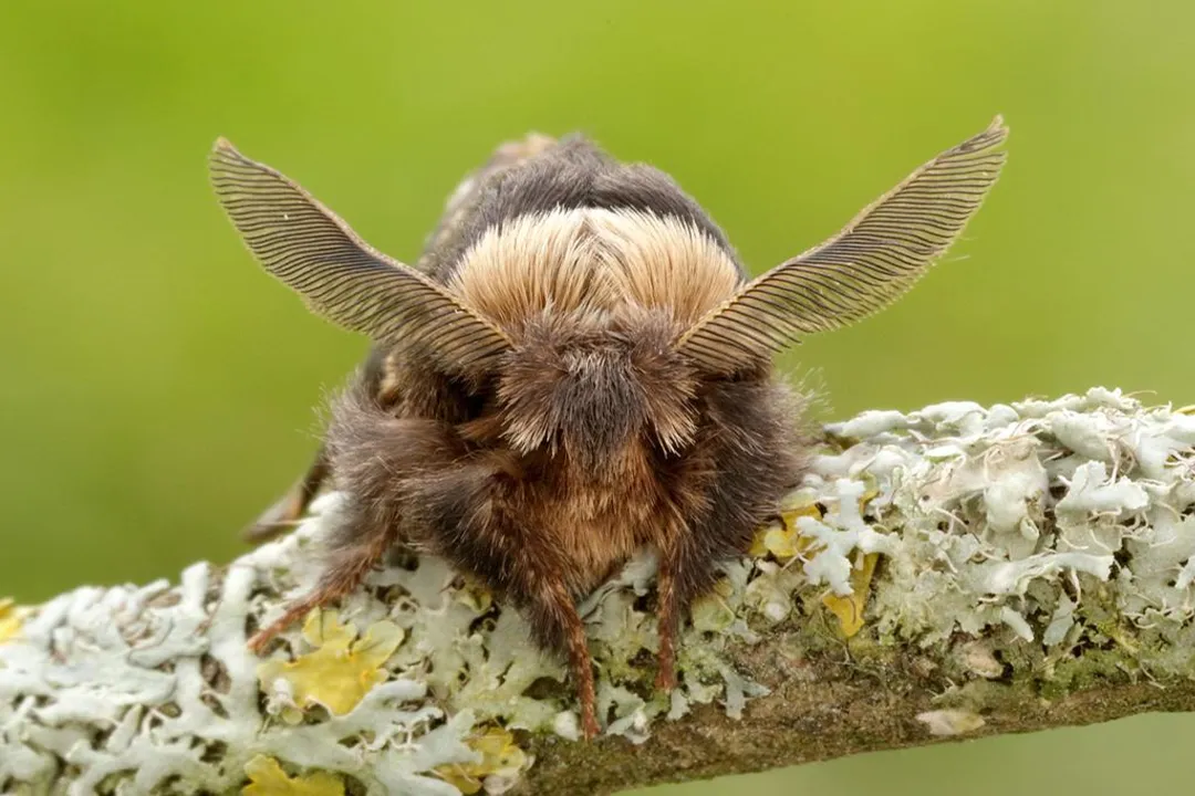 Winter Moth Locations, Host Trees and Damage Zones