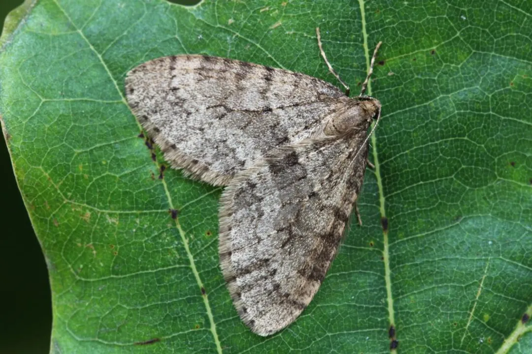 Winter Moth Locations, Management Implications by Location