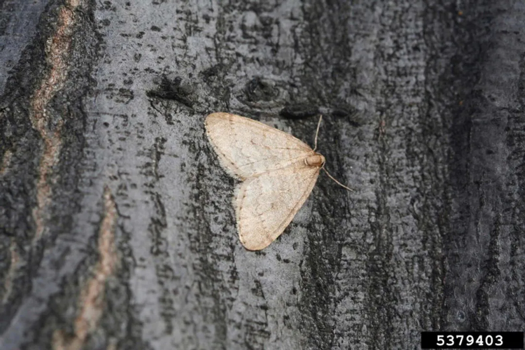 Why do Winter Moth larvae exhibit the characteristic "looping" gait described as "looper" movement?