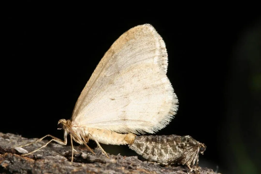 Winter Moth Physical Characteristics, Flightless Females