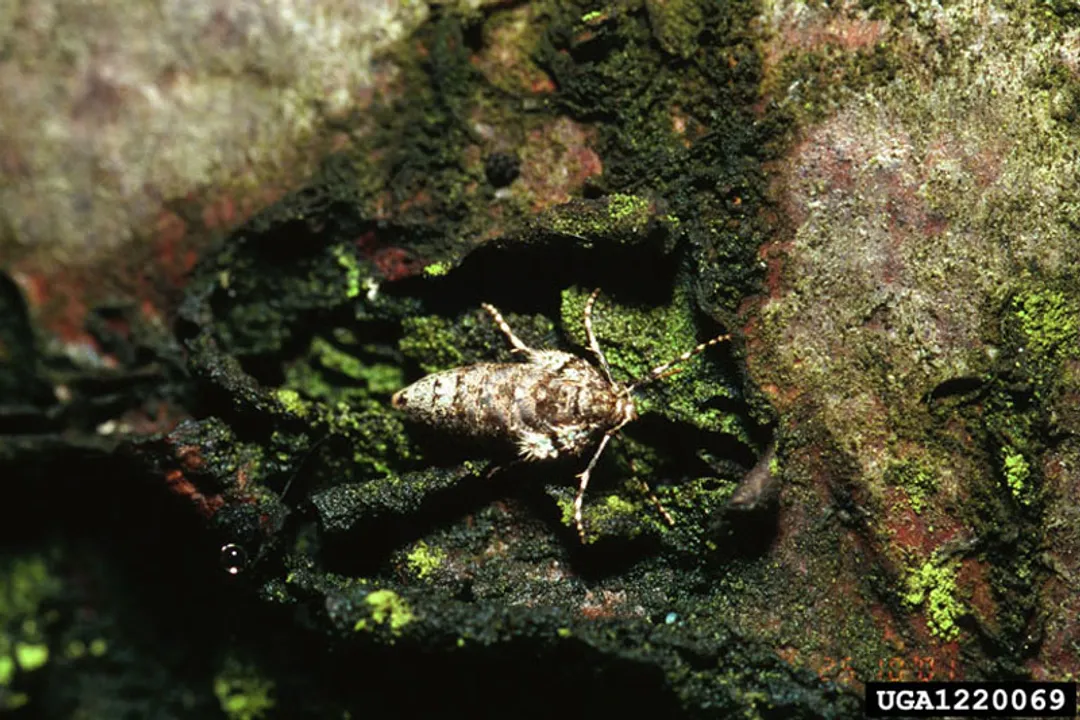 Winter Moth Scientific Classification, Genus and Species Identity