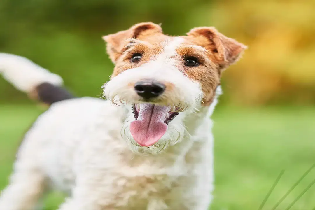 Wire Fox Terrier Diet, Ingredient Focus