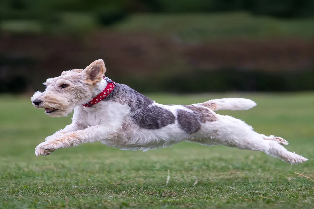 Wire Fox Terrier Diet, Fueling Stamina
