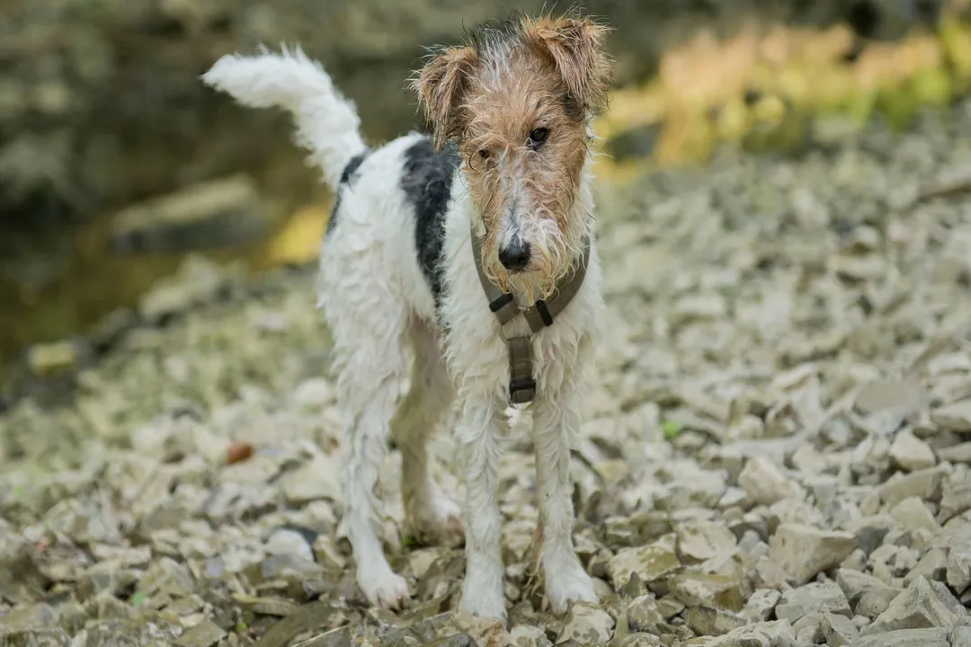 Wire Fox Terrier Diet, Feeding Amounts