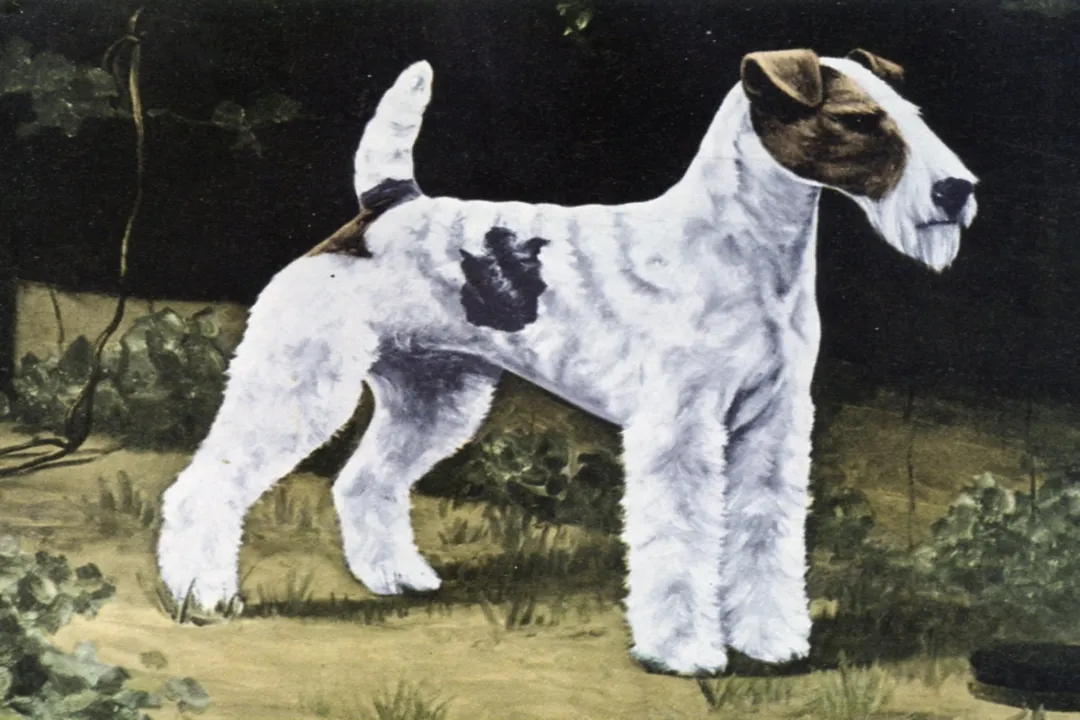 Wire Fox Terrier Evolution, Early Ancestry
