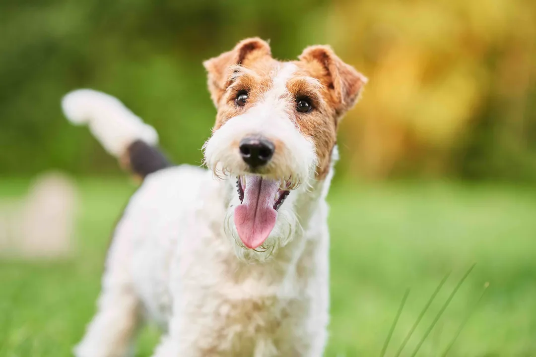Wire Fox Terrier Facts, Personality Profile