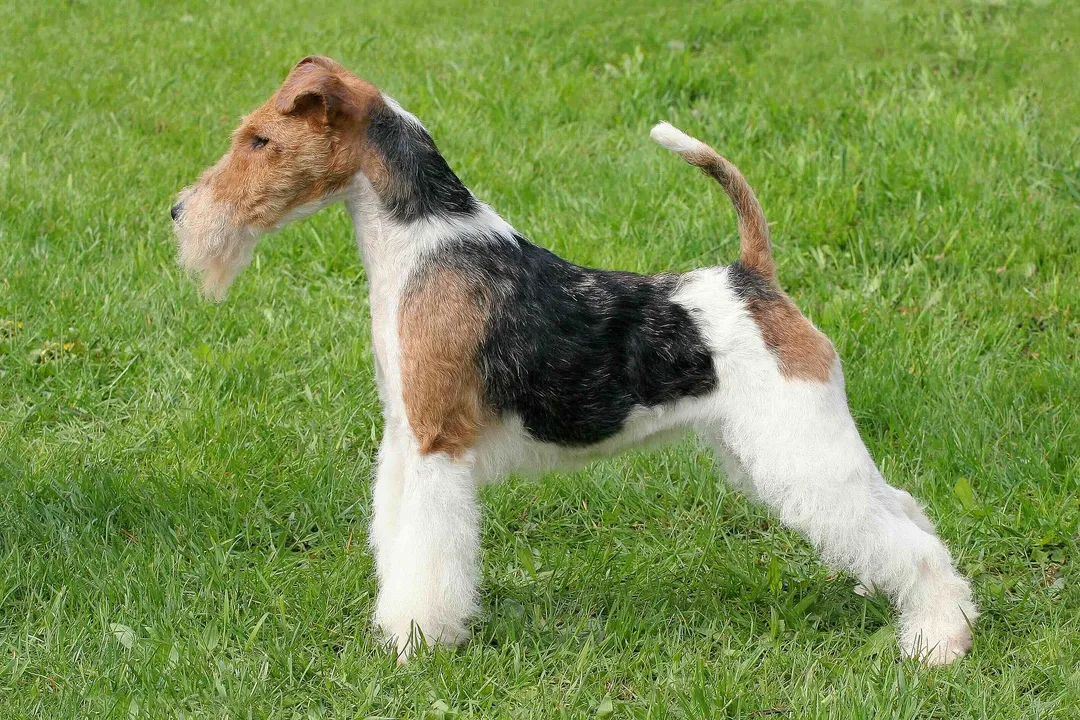 Wire Fox Terrier Facts, English Breeding