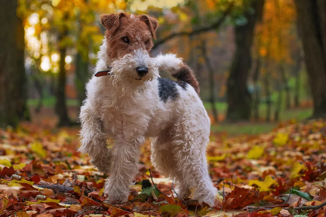 Wire Fox Terrier Facts, Coat Structure