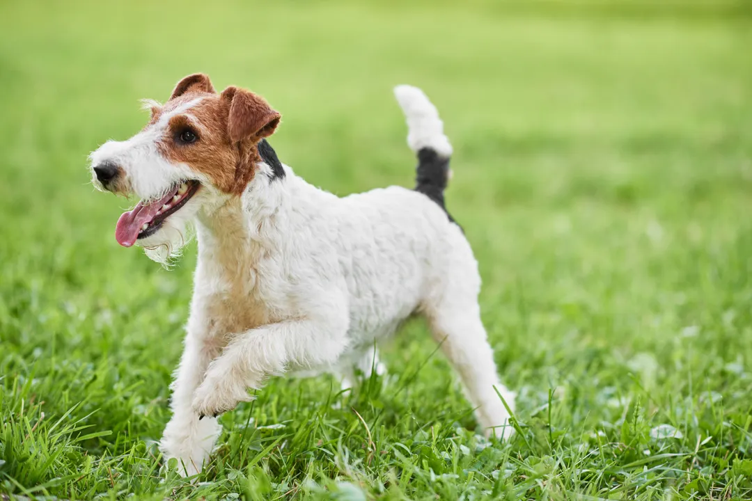 Wire Fox Terrier Locations, Breeder Networks