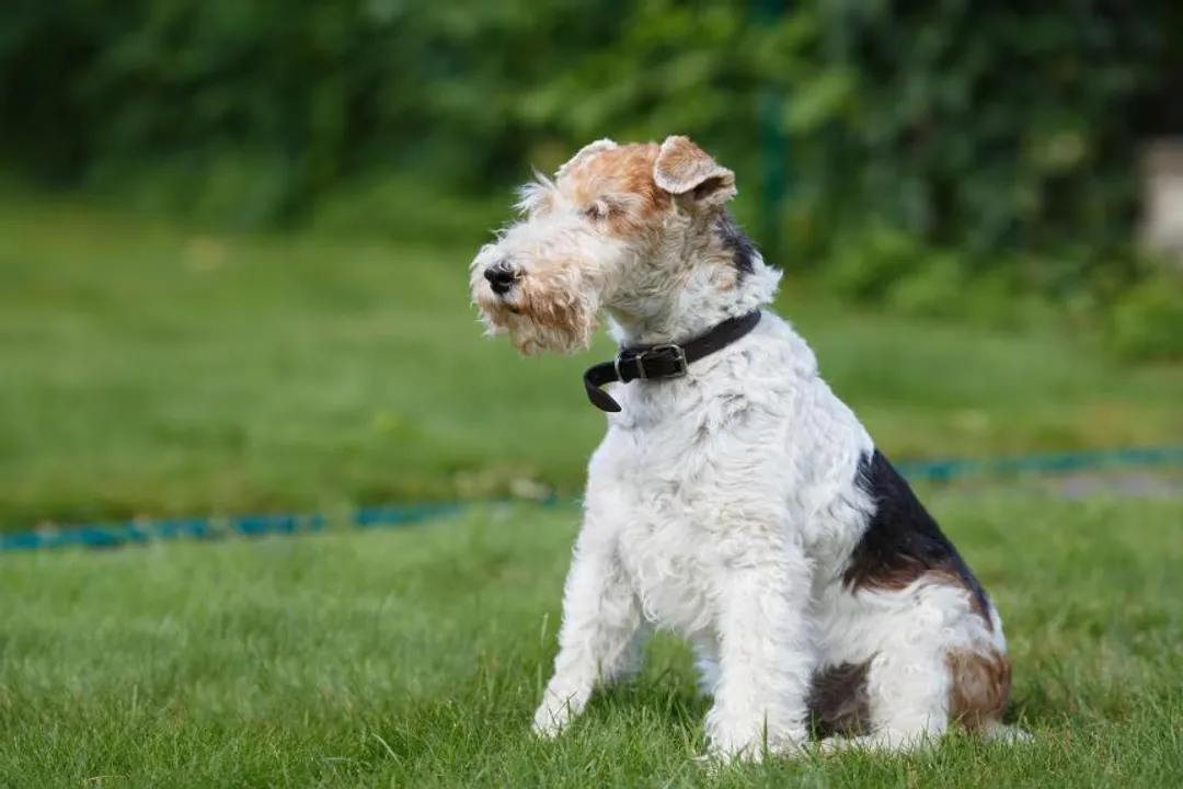 Wire Fox Terrier Physical Characteristics, Coat Texture Color