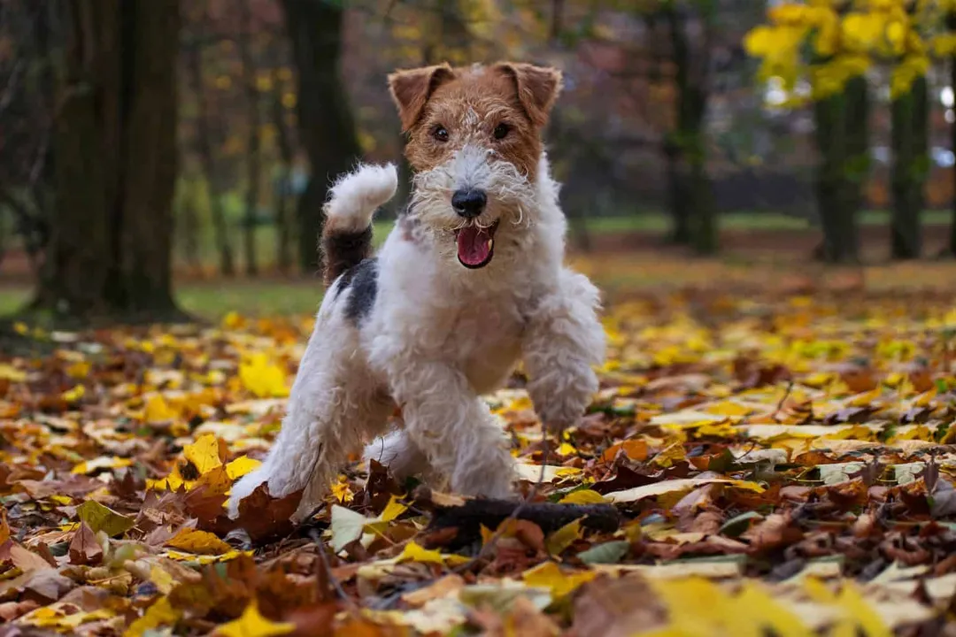 Wire Fox Terrier Scientific Classification, Family Canidae