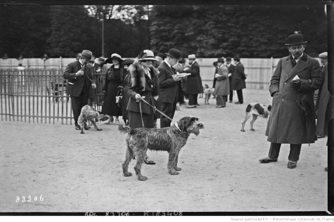Wirehaired Pointing Griffon Evolution, The Founder