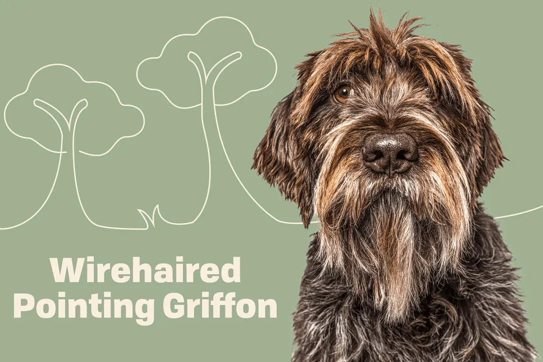 Wirehaired Pointing Griffon Evolution