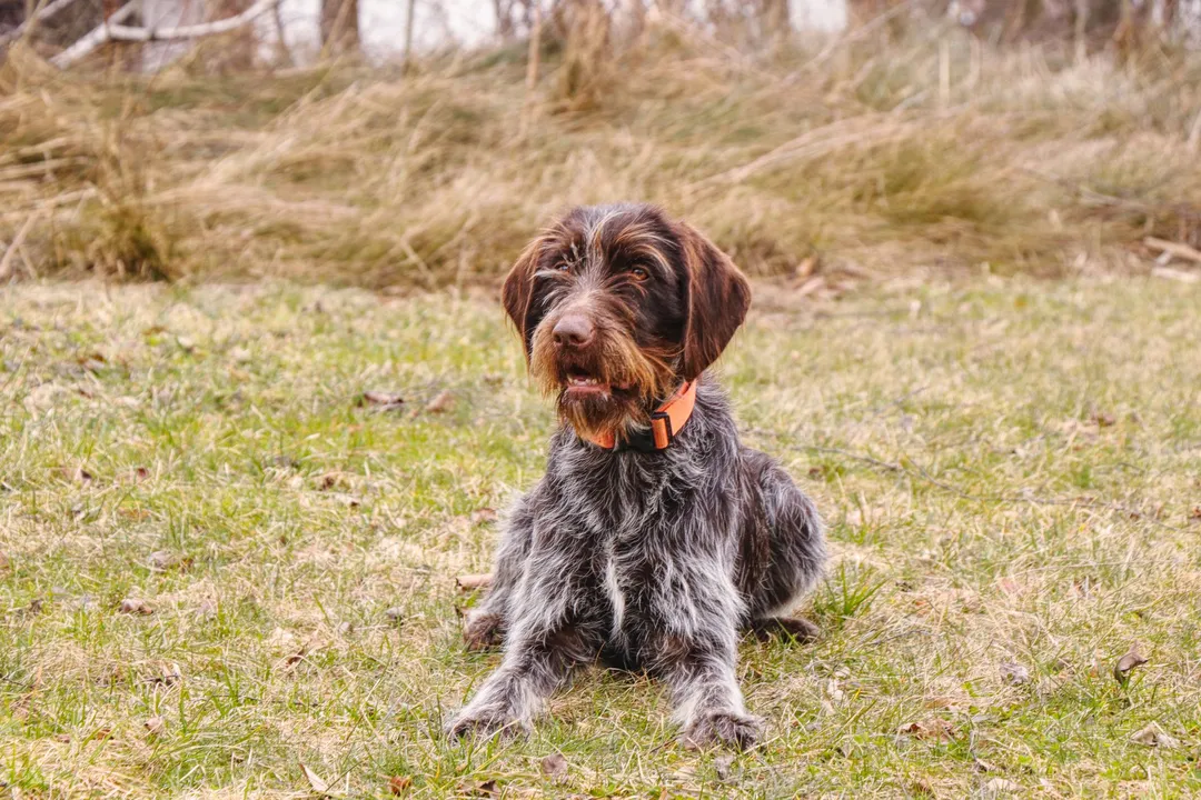 Wirehaired Pointing Griffon Facts
