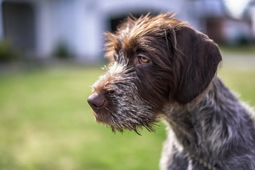 Wirehaired Pointing Griffon Locations