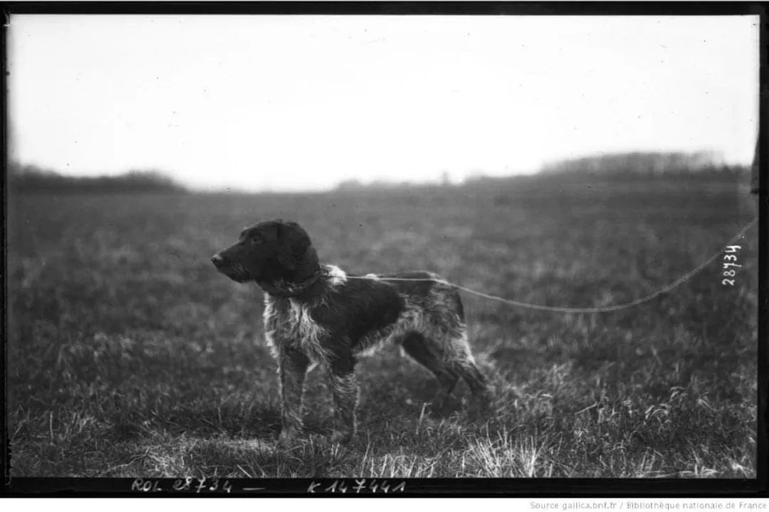 Wirehaired Pointing Griffon Scientific Classification, Biological Ranks