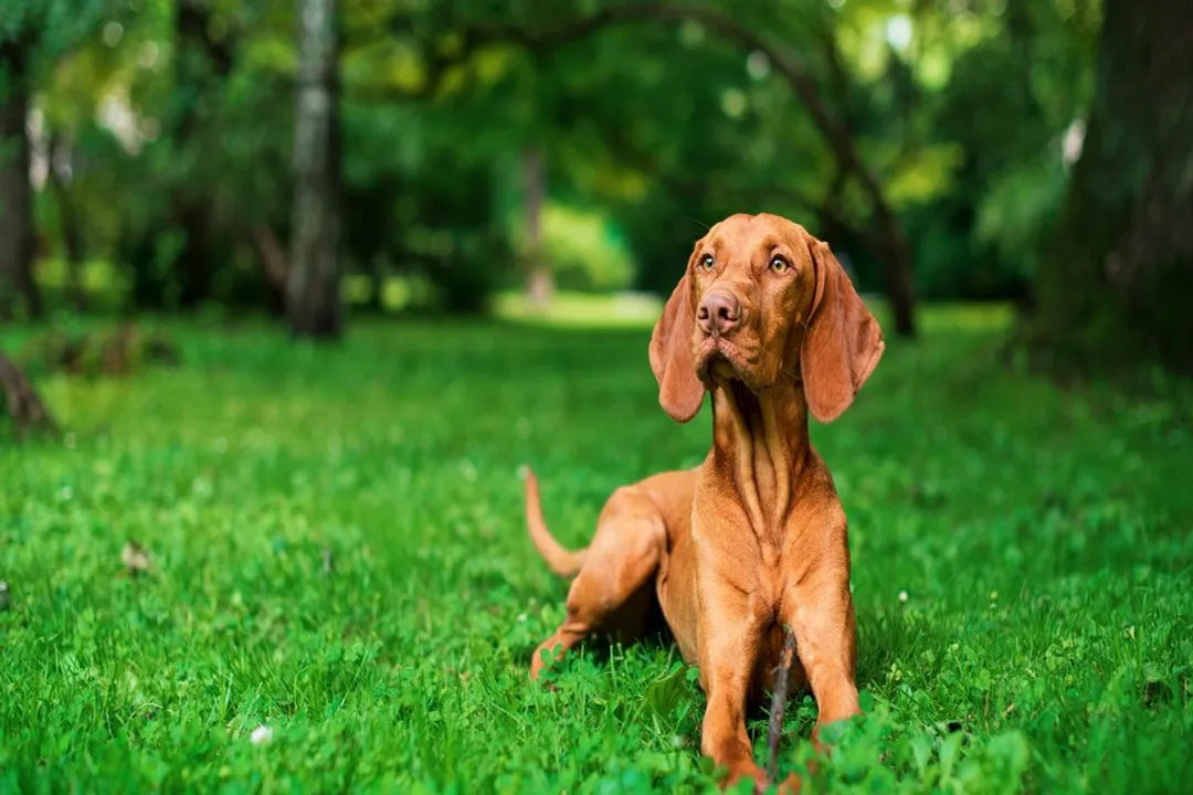Wirehaired Vizsla Diet, Raw Approach