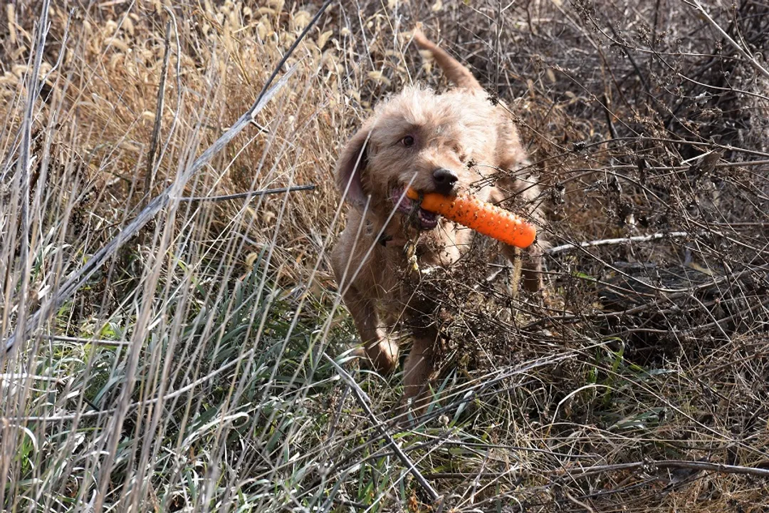 Wirehaired Vizsla Evolution