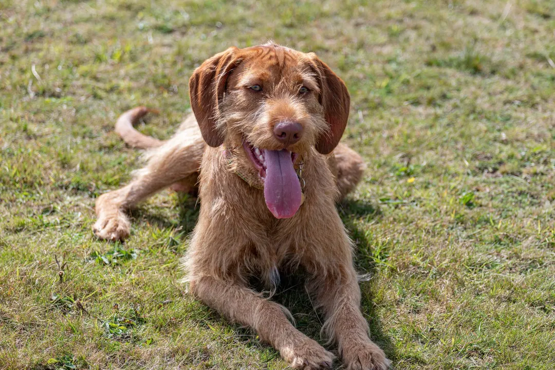 Wirehaired Vizsla Evolution, Hungarian Genesis