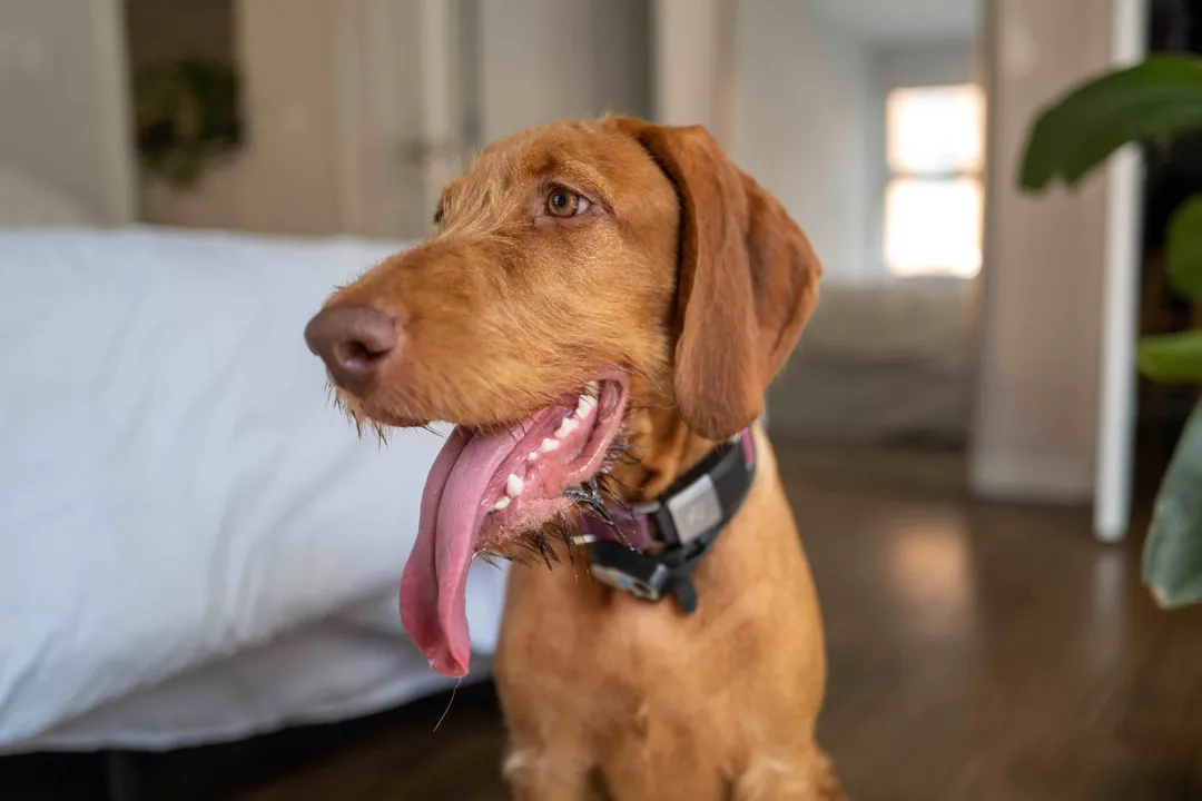 Wirehaired Vizsla Facts, Temperament Profile