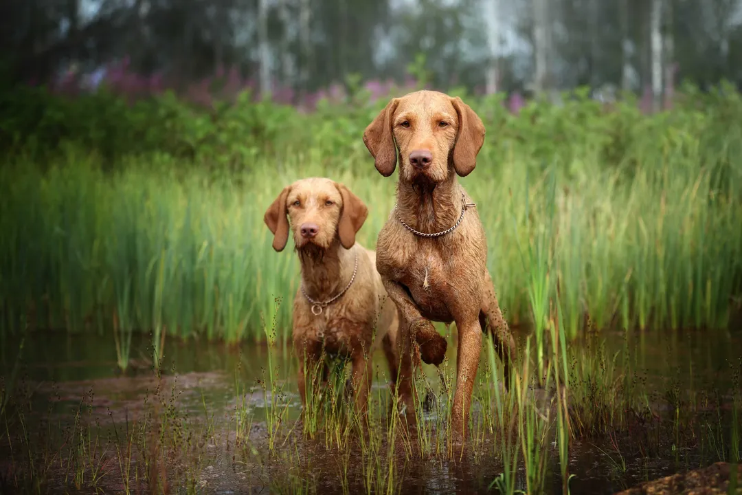 Wirehaired Vizsla Facts, Exercise Needs