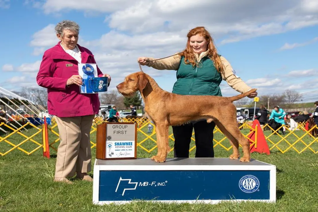 Wirehaired Vizsla Locations