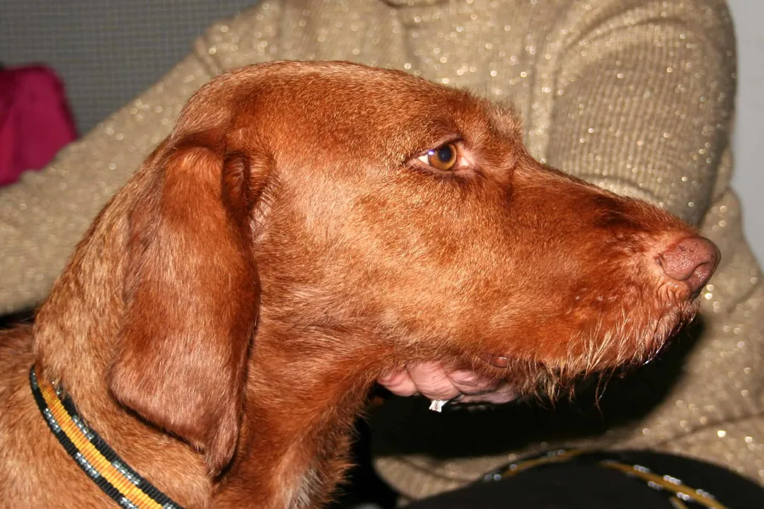 Wirehaired Vizsla Scientific Classification, Domestication Confirmed