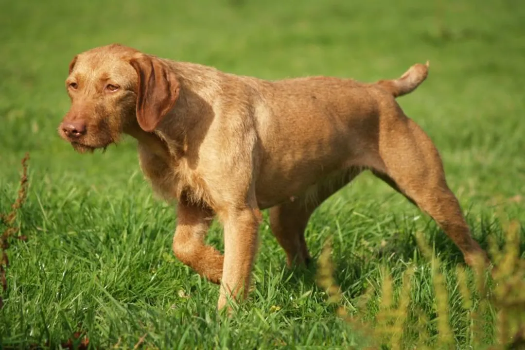Wirehaired Vizsla Scientific Classification, The Hunter’s Taxonomy