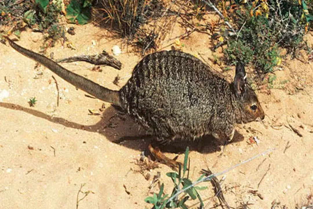 Wiwaxia Facts, Anatomy Details