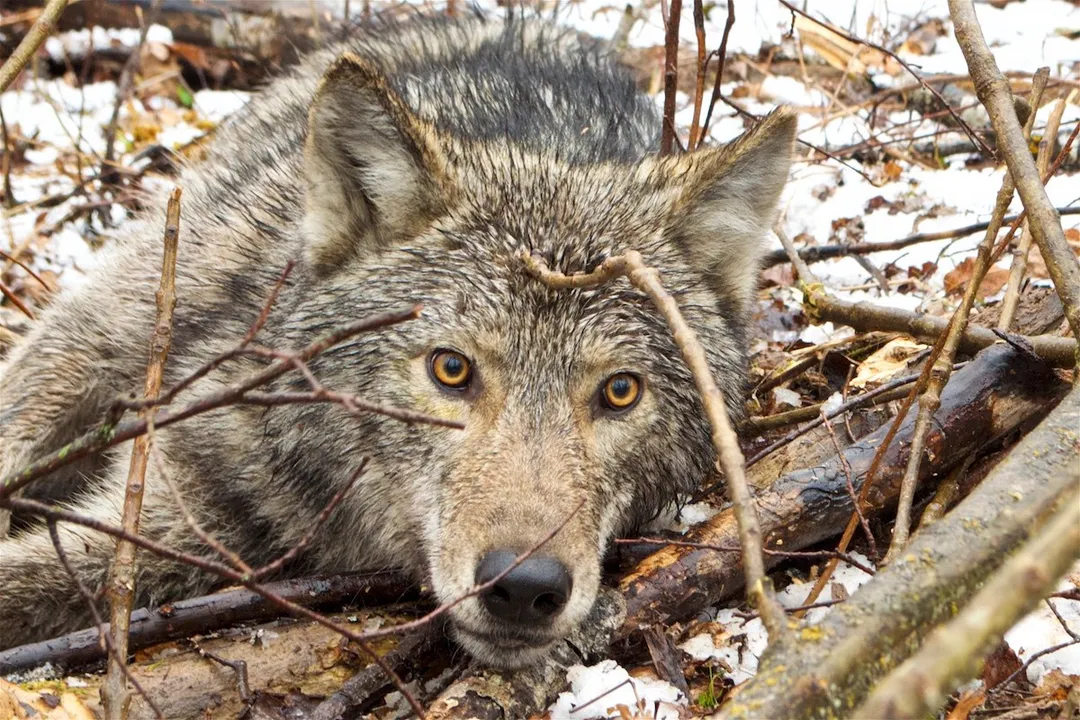 Wolf Diet, Ungulate Staples
