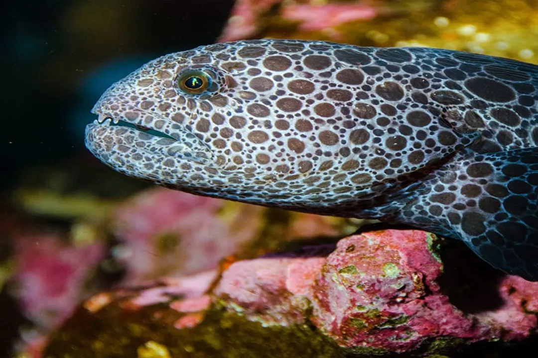 Wolf Eel Facts, Appearance Changes