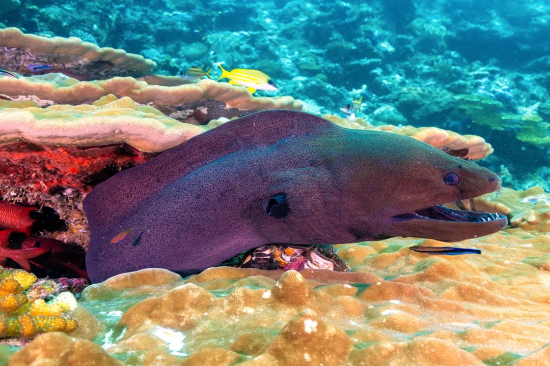 Wolf Eel Locations, Regional Focus Areas