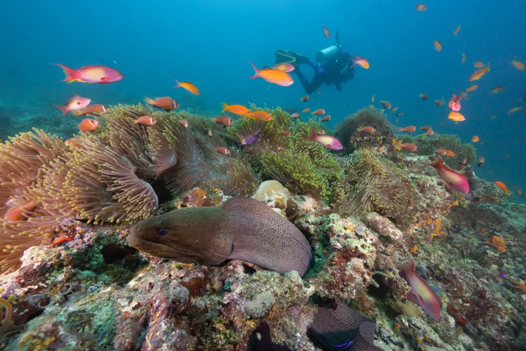 Wolf Eel Physical Characteristics, Coloration and Surface Texture