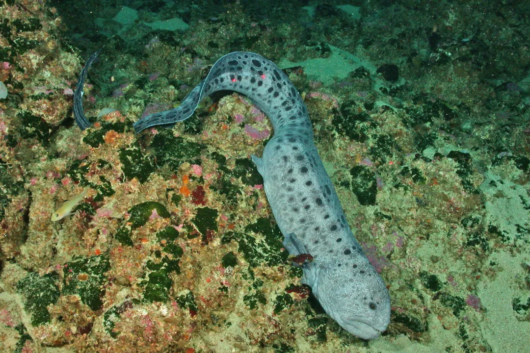 Wolf Eel Physical Characteristics, The Wolfish Visage
