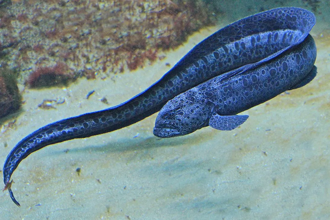 Wolf Eel Scientific Classification, Not True Eel
