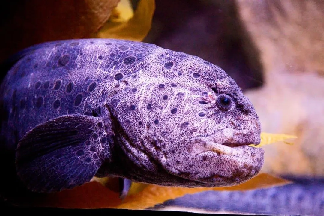 Wolf Eel Scientific Classification
