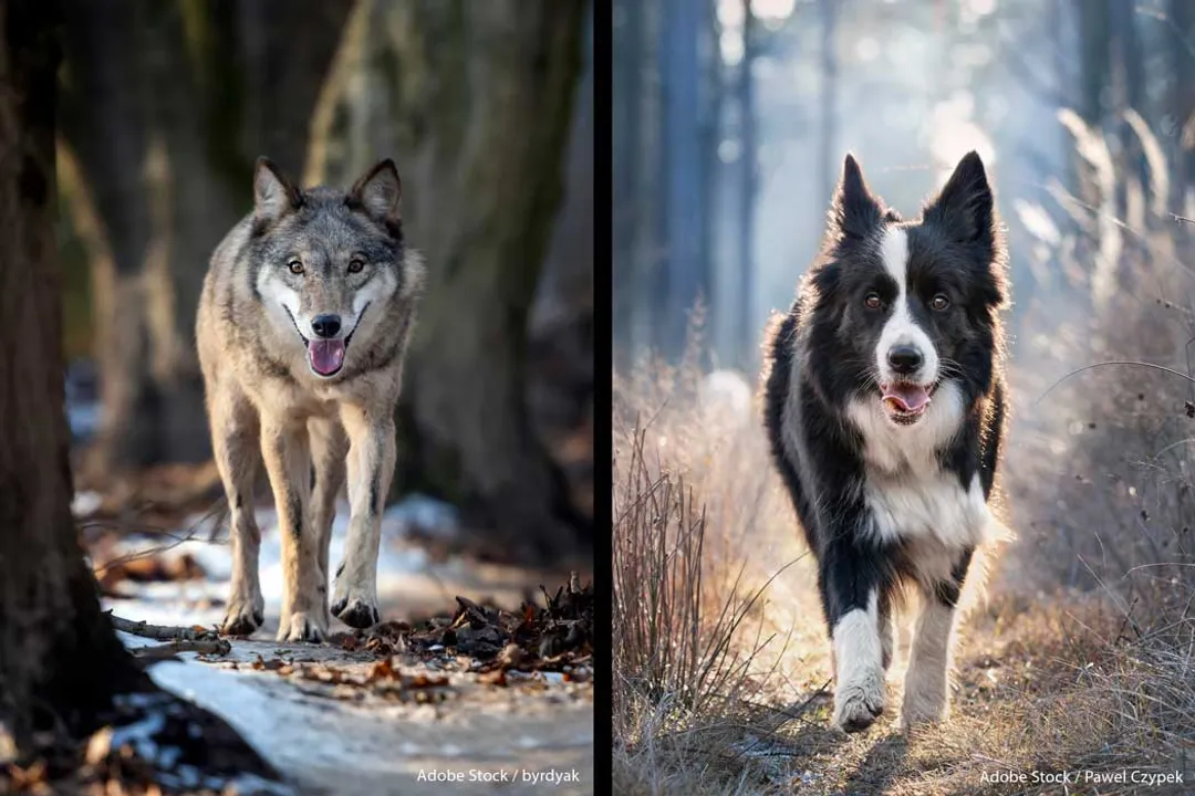 What selective pressures characterized survival for wolves remaining in harsh, natural landscapes?