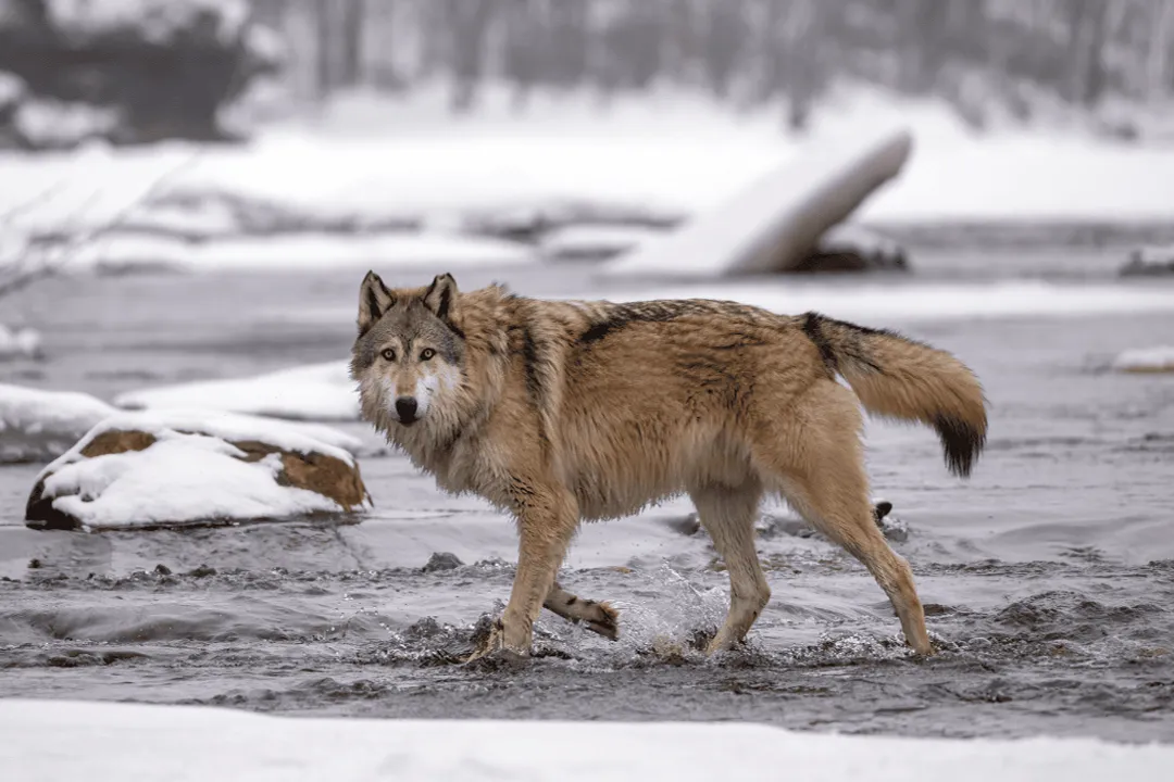 Wolf Facts, Social Groups