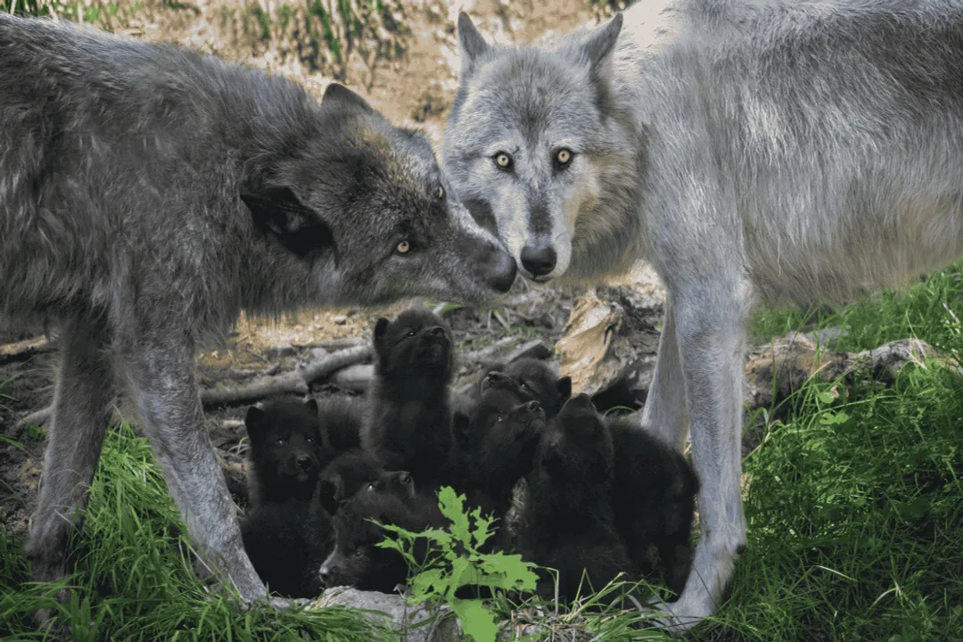 Wolf Facts, Physical Build