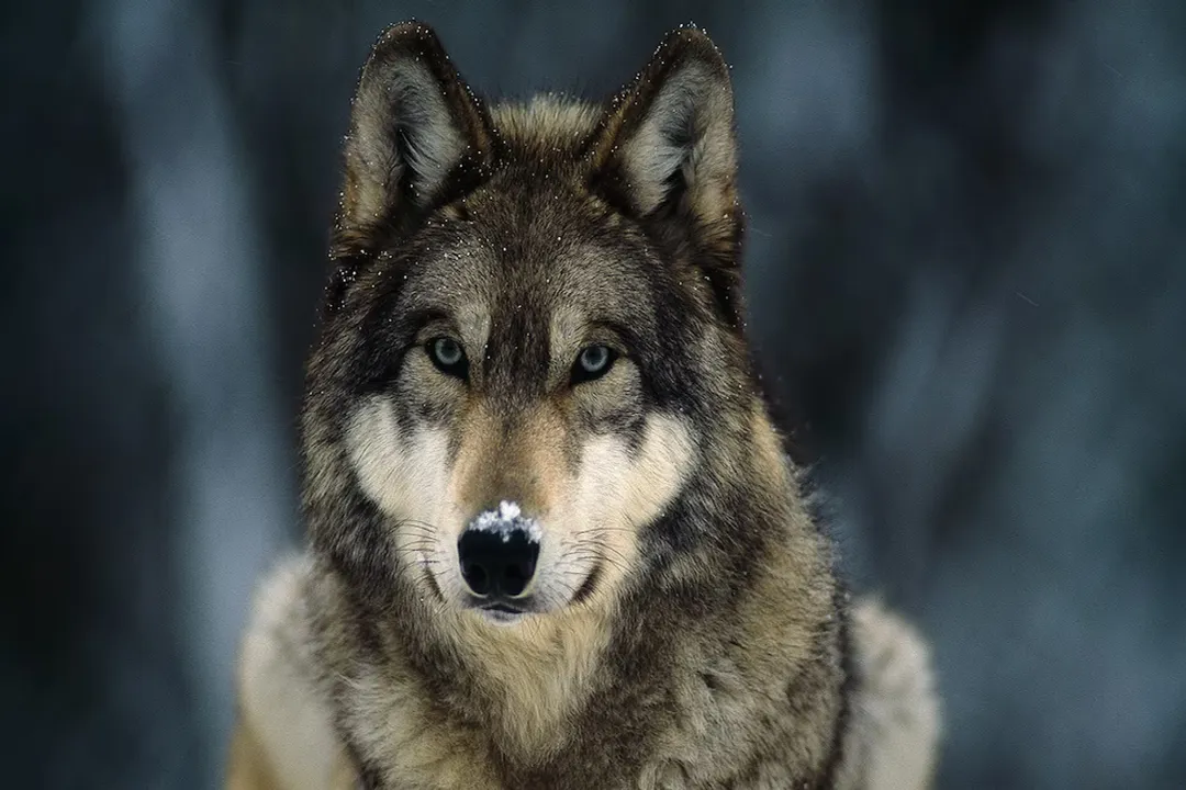 Wolf Facts, Vocal Language