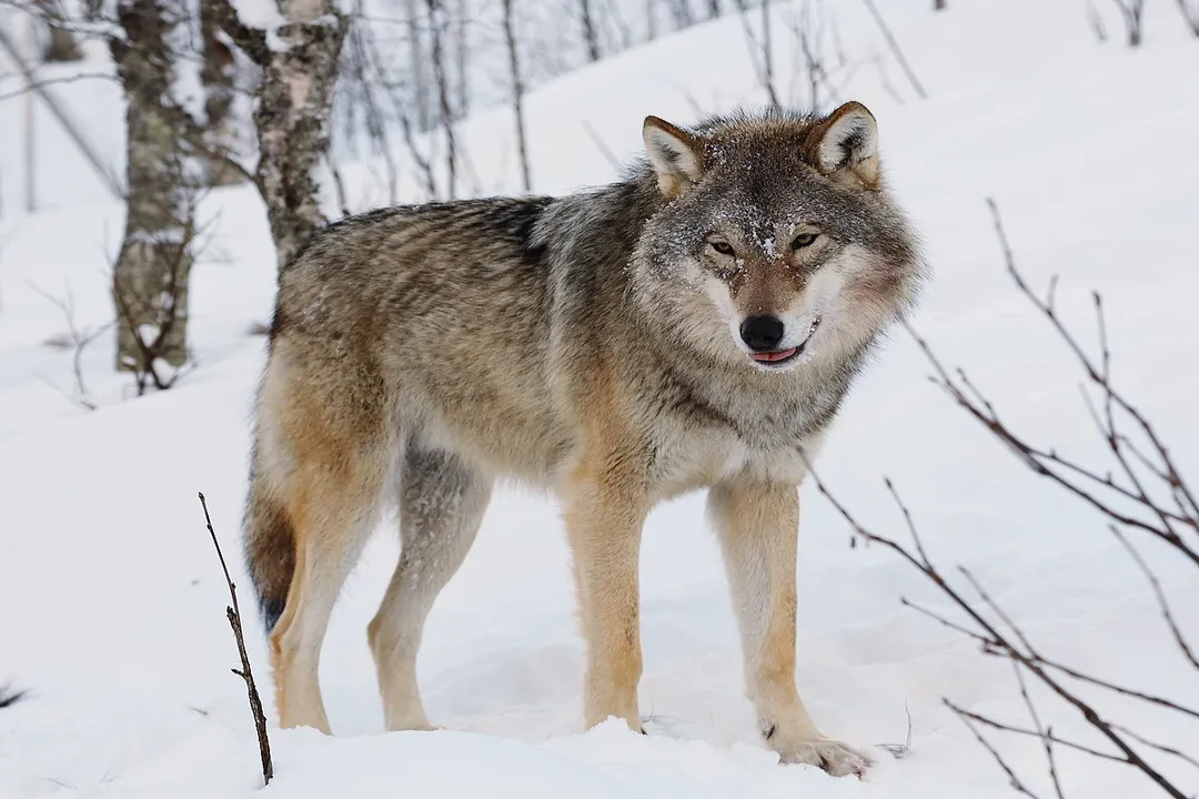 Wolf Physical Characteristics, Body Structure