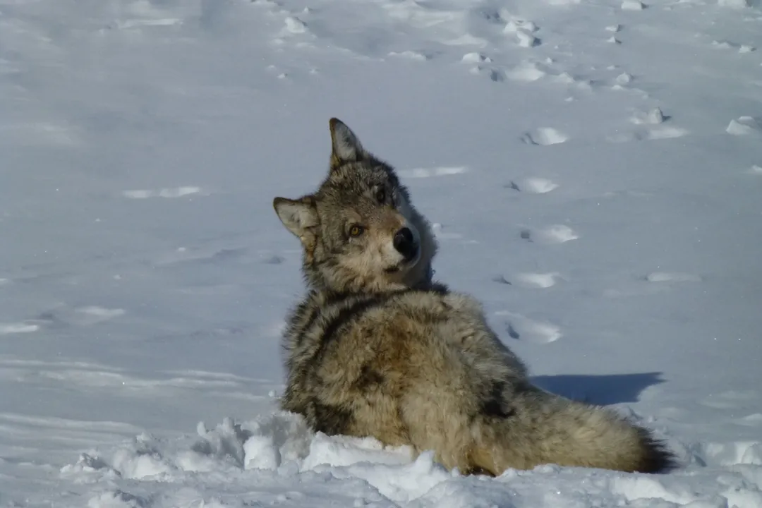 Wolf Physical Characteristics, General Dimensions