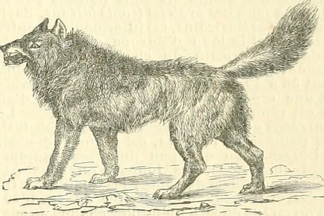 Wolf Scientific Classification, Species Designation