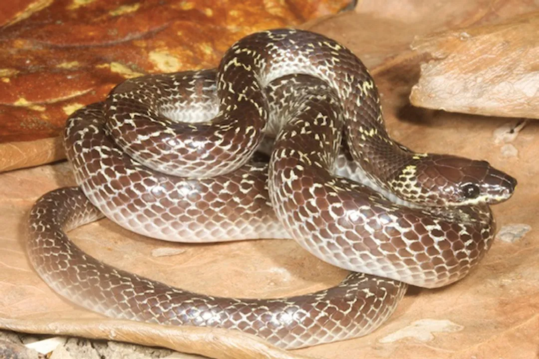 Wolf Snake Facts, Geographical Distribution