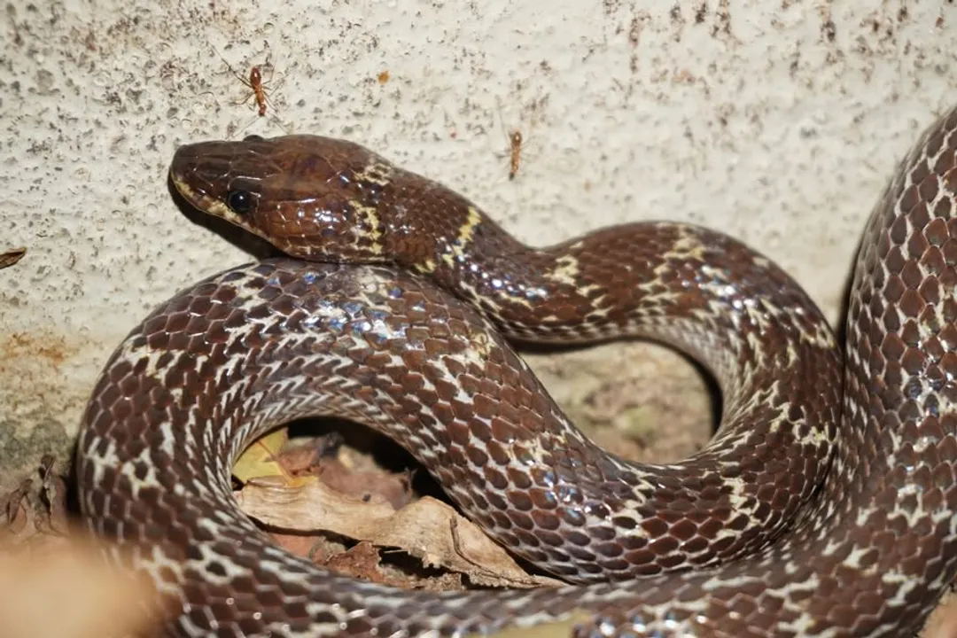 Wolf Snake Locations, Habitat Proximity