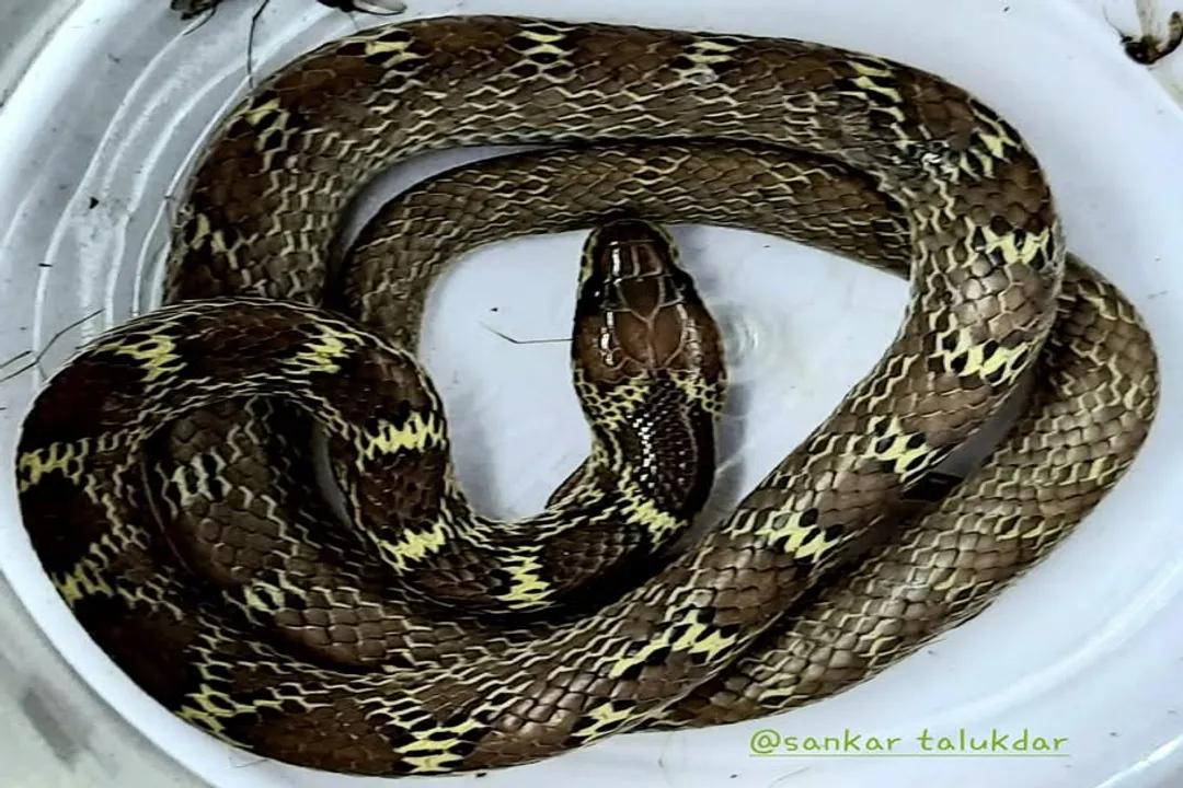 Wolf Snake Scientific Classification, Linnaean Placement