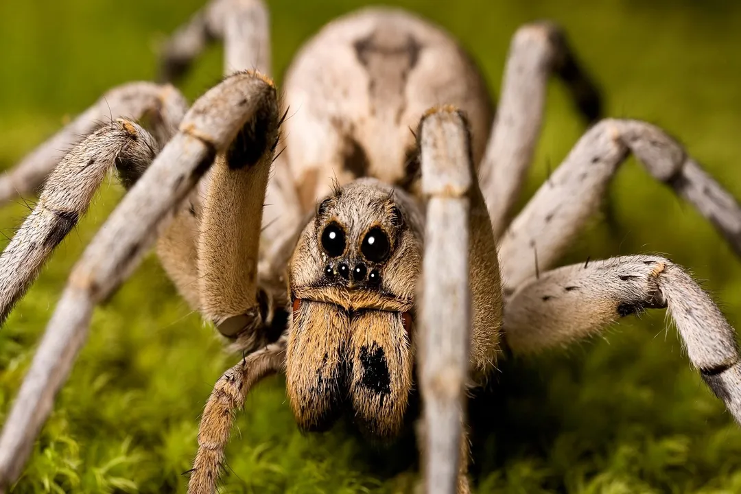 Wolf Spider Diet, Hunting Strategy