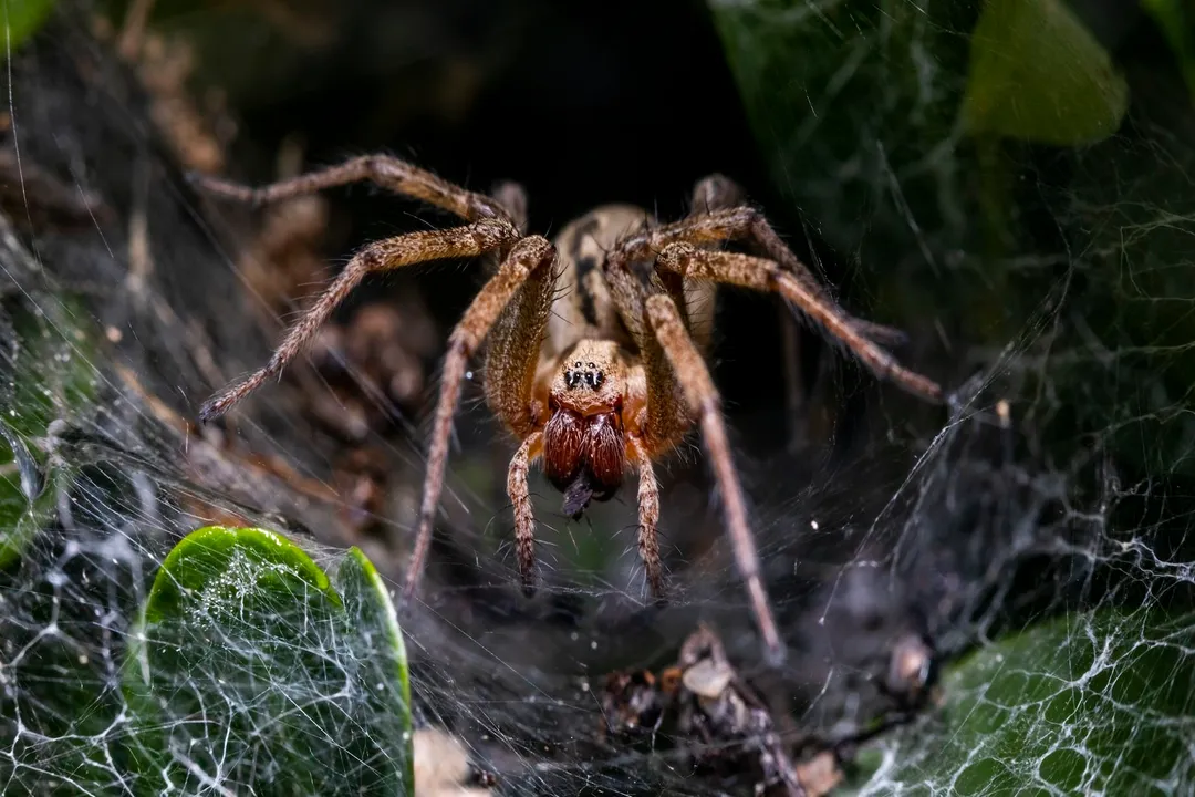 Wolf Spider Diet, Dietary Scope and Opportunism